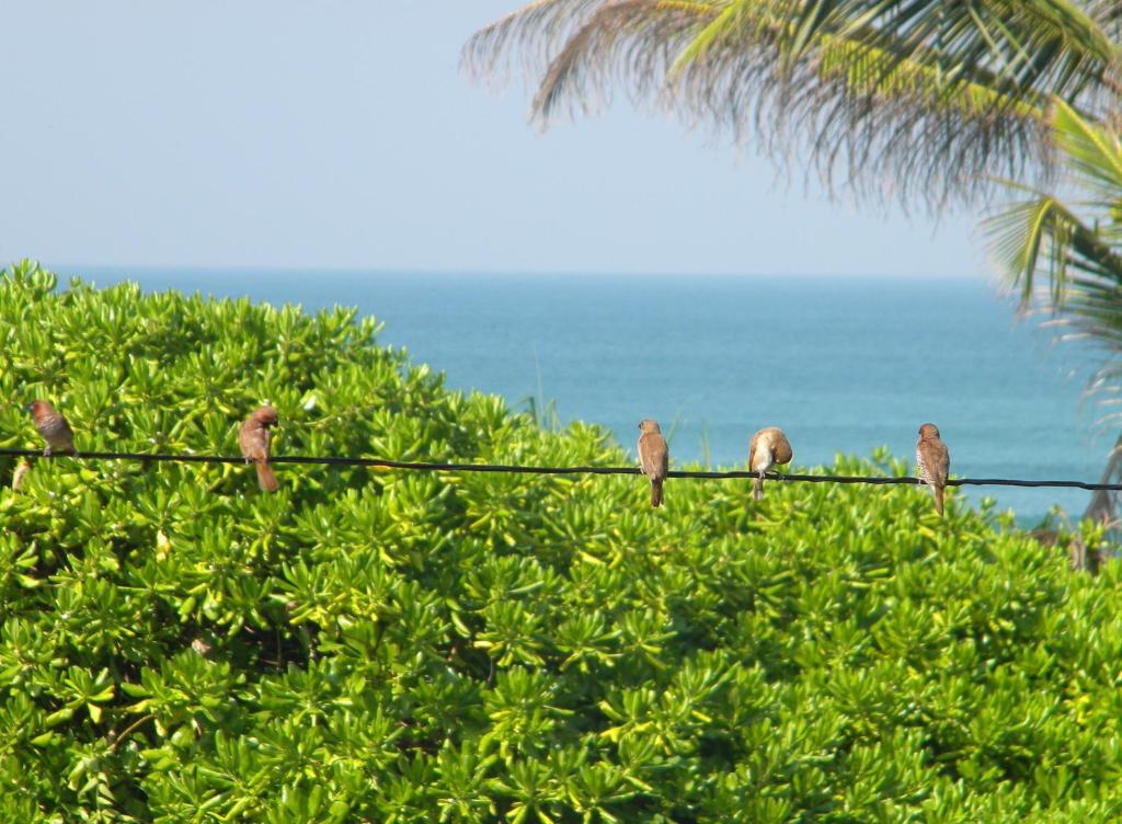 Guest @ Wadduwa Villa Panadura Exterior foto