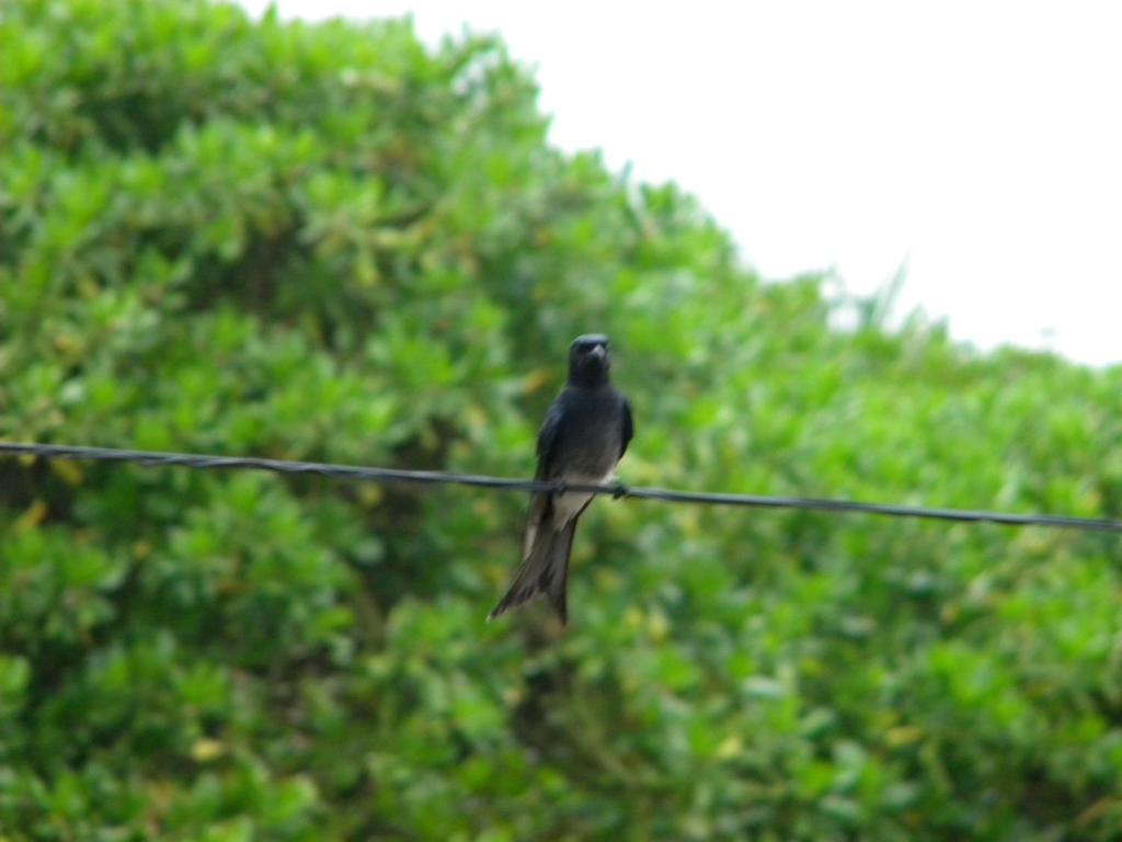 Guest @ Wadduwa Villa Panadura Exterior foto