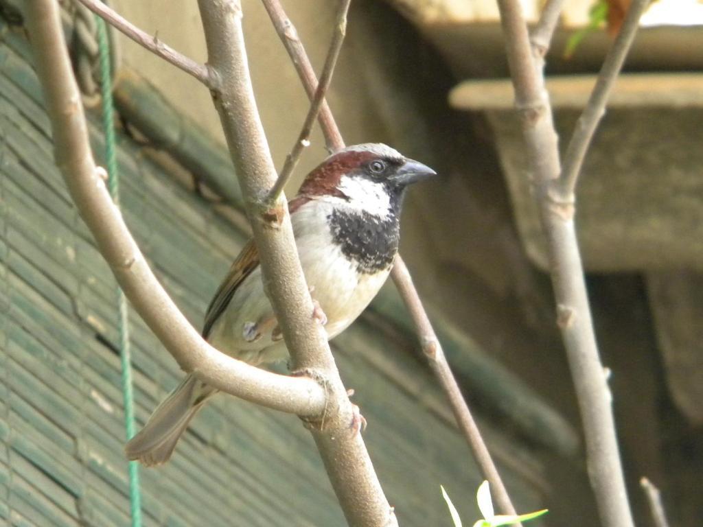 Guest @ Wadduwa Villa Panadura Exterior foto