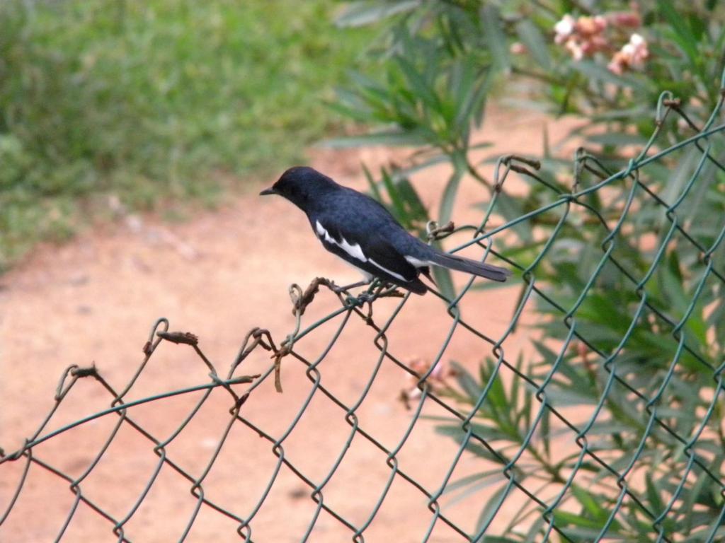 Guest @ Wadduwa Villa Panadura Exterior foto